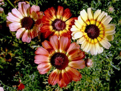 Tri Color Painted Daisy Seeds Tanacetum Coccineum  Easy to Grow