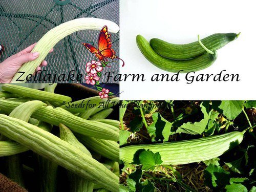 Armenian Cucumber Pale & Dark Mix Seeds  Easy to Grow