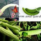 Armenian Cucumber Pale & Dark Mix Seeds  Easy to Grow