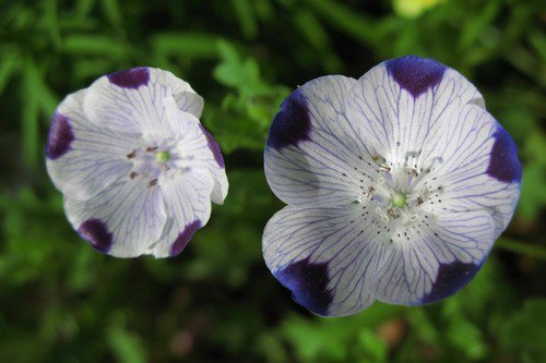 Five Spot Nemophila Seeds Bin Easy to Grow
