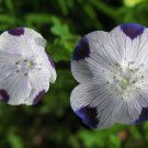 Five Spot Nemophila Seeds Bin Easy to Grow