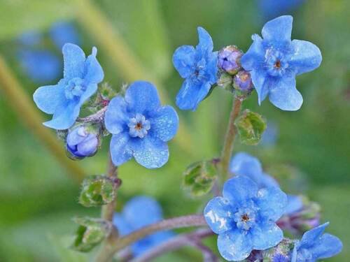 Chinese Forget Me Not Seeds  Easy to Grow