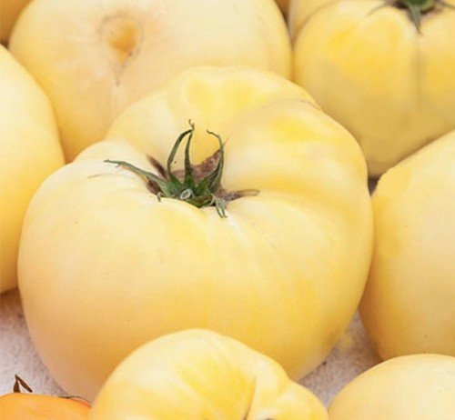 White Wonder Beefsteak Tomato Seeds  Easy to Grow