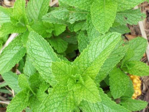 Peppermint Culinary Herb Seeds  Easy to Grow