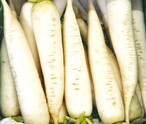 White Icicle Radish Seeds Microgreens Or Garden Easy to Grow
