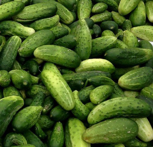 Heirloom Boston Pickling Cucumber Seeds Cucumis Sativus  Easy to Grow