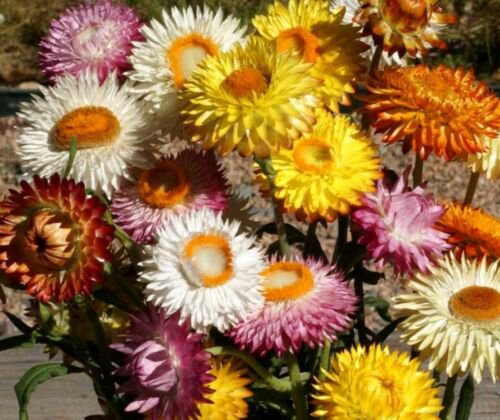 Strawflower Tall Mix Wildflower Seeds Xerochrysum Bracteatum  Easy to Grow