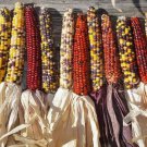 Treated Indian Corn Seeds  Easy to Grow