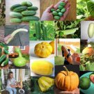 Select Packets From List Gourd Cucumber Pumpkin Luffa Squash Heirloom Melon Easy to Grow