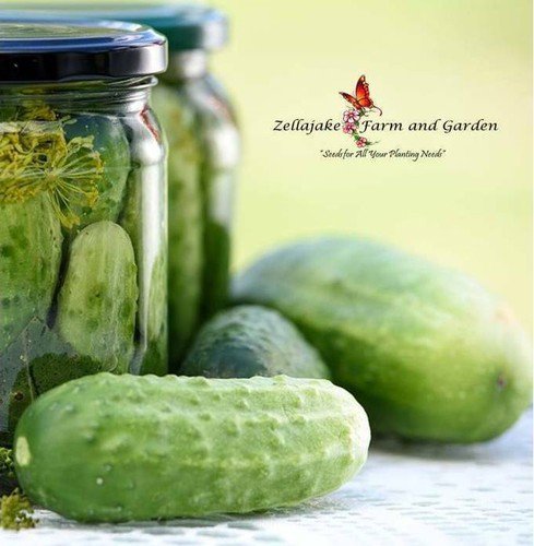 National Pickling Cucumber Heirloom Seeds  Easy to Grow