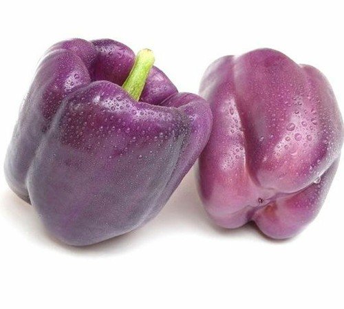 Purple Beauty Bell Pepper Heirloom Seeds  Easy to Grow