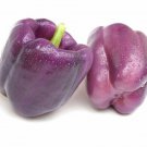 Purple Beauty Bell Pepper Heirloom Seeds  Easy to Grow