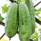 Luffa Sponge Gourd Seeds Luffa Cylindrica Easy to Grow