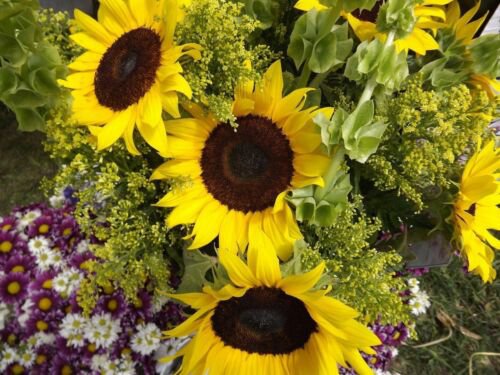 Grey Stripe Sunflower Seeds  Easy to Grow