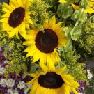 Grey Stripe Sunflower Seeds  Easy to Grow