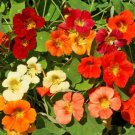 Nasturtium Flower Mix Seeds Tropaeolum  Easy to Grow