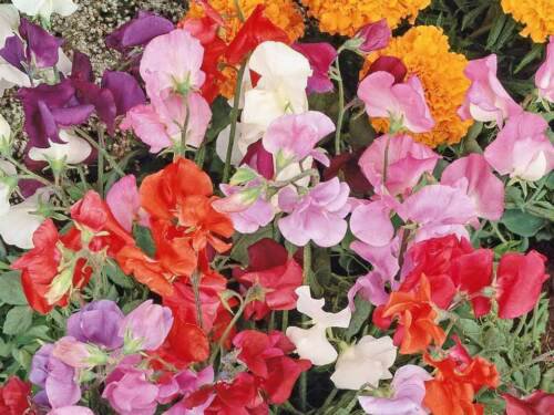 Sweet Pea Knee High Mix Seeds  Easy to Grow
