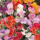 Sweet Pea Knee High Mix Seeds  Easy to Grow