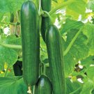 Cucumber Beit Alpha Seeds Persian Variety  Easy to Grow