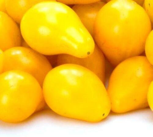 Yellow Pear Tomato Heirloom Garden Seeds  Easy to Grow