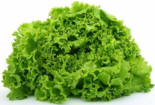 Green Ice Leaf Lettuce Heirloom Seeds  Easy to Grow