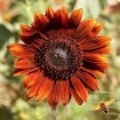 Velvet Queen Sunflower Seeds  Easy to Grow
