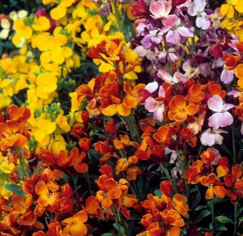 English Wallflower Mix Seeds  Easy to Grow