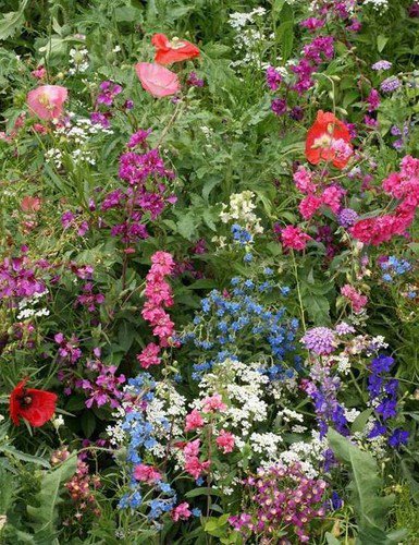 Part Shade Wildflower Mix Seeds Annuals And Perennials  Easy to Grow