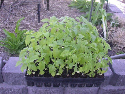Chia Herb Seeds Sprouts Microgreen Or Garden  Easy to Grow
