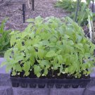 Chia Herb Seeds Sprouts Microgreen Or Garden  Easy to Grow