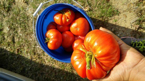 German Johnson Heirloom Tomato Seeds  Easy to Grow