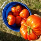 German Johnson Heirloom Tomato Seeds  Easy to Grow