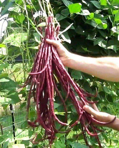 Red Yardlong Bean Seeds Or Asparagus Noodle Bean Easy to Grow