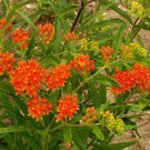 Butterfly Weed Seeds Asclepias Tuberosa  Easy to Grow