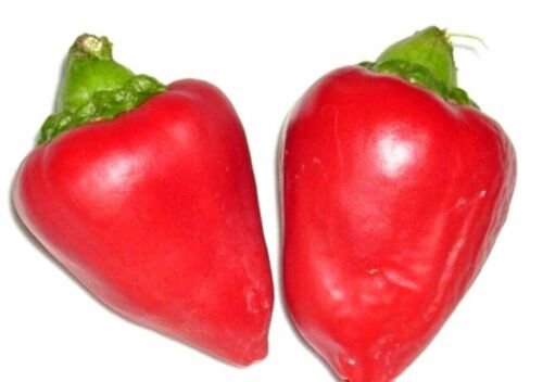 Sweet Pimento Pepper Seeds  Easy to Grow