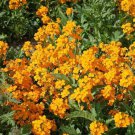 Siberian Wallflower Seeds  Easy to Grow