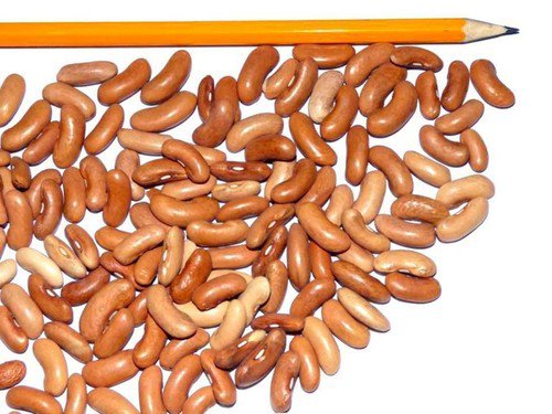 Contender Bush Green Bean Seeds Easy to Grow