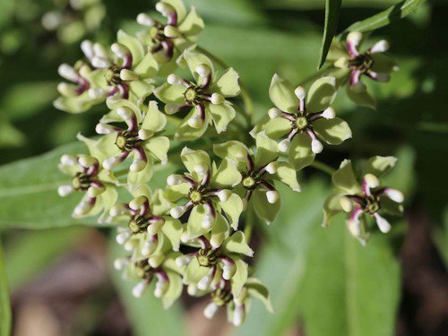 Spider Aka Green Milkweed Wildflower Seeds Asclepias Viridis  Easy to Grow