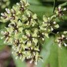 Spider Aka Green Milkweed Wildflower Seeds Asclepias Viridis  Easy to Grow