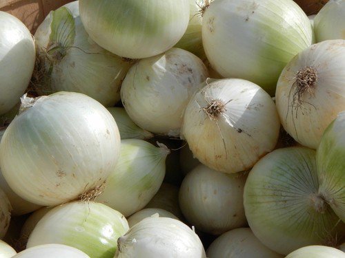 Onion Sweet Spanish White Heirloom Garden Seeds  Easy to Grow