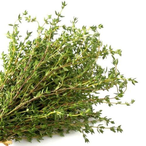 Common German Winter Thyme Herb Seeds Thymus Vulgaris  Easy to Grow