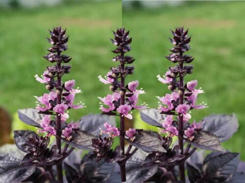 Dark Opal Purple Basil Heirloom Culinary Herb Seeds  Easy to Grow