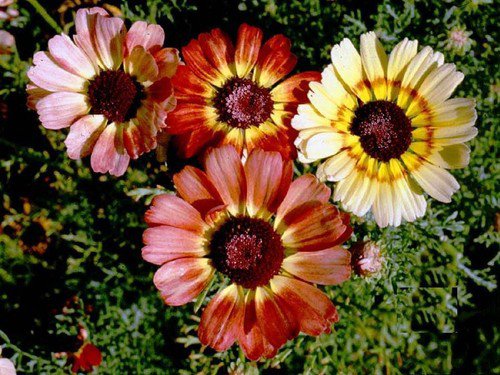 Painted Daisy Tri Color Mix Seeds  Easy to Grow