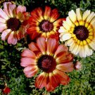 Painted Daisy Tri Color Mix Seeds  Easy to Grow
