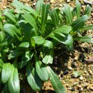 Mibuna Chinese Mustard Seeds  Easy to Grow