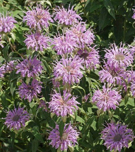 Wild Bergamot Wildflower Seeds Monarda Fistulosa  Easy to Grow