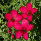 Scarlet Flax Flower Seeds Linum Grandiflorum  Easy to Grow