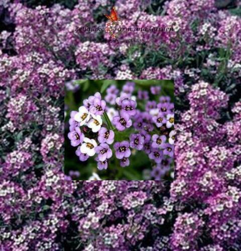 Royal Sweet Carpet Alyssum Flower Seeds Lobularia Maritima  Easy to Grow