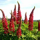 Red Russell Lupine Seeds Lupinus Polyphyllus  Easy to Grow