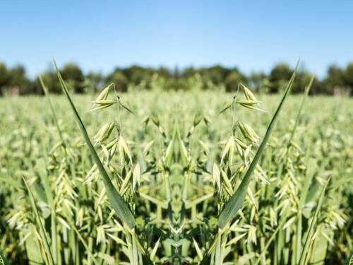 Oat Microgreen Grass Seeds Microgreens Sprouting Easy to Grow